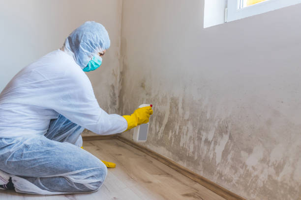 Licensed Black Mold Removal service in Massey, MD - WQB Mold Removal