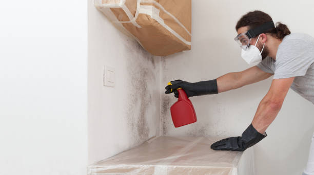 Professional Black Mold Removal technician working in Massey, MD