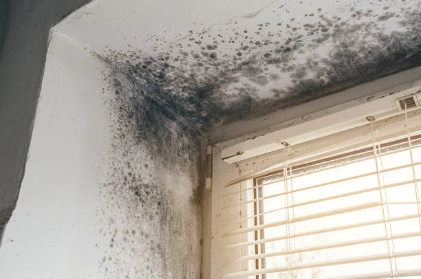 Affordable Black Mold Removal solutions in Massey, MD
